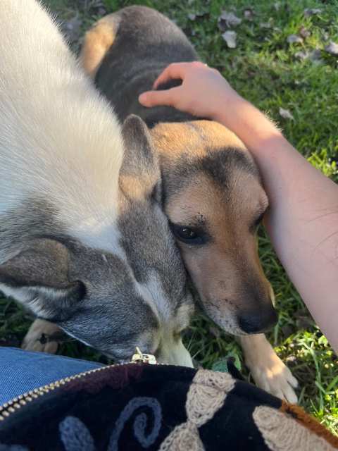 Animal Welfare Society Stellenbosch — photo 3
