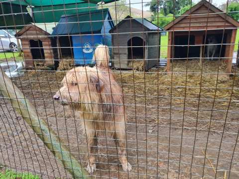 Animal Welfare Society Stellenbosch — photo 2