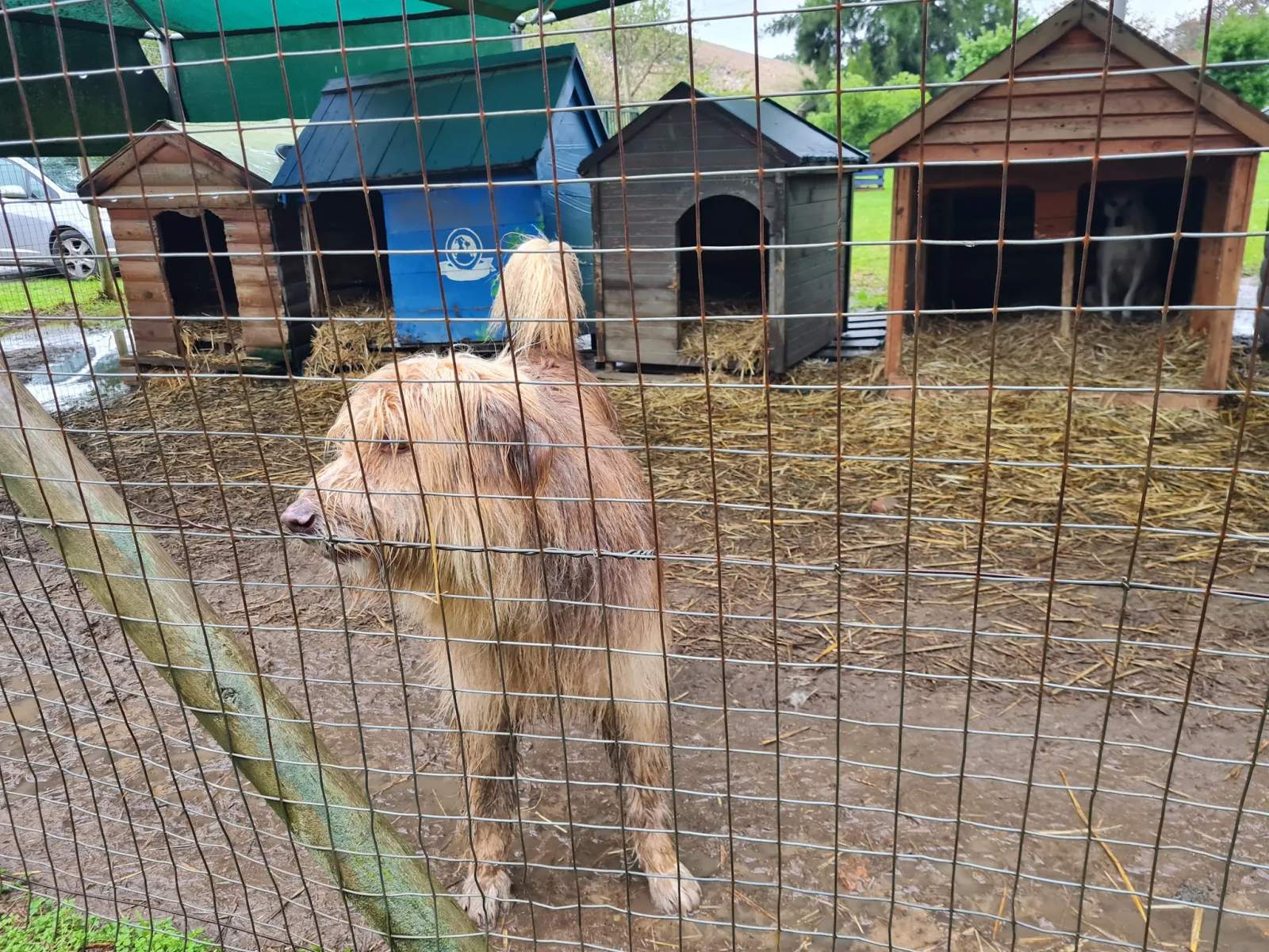 Animal Welfare Society Stellenbosch — photo 2