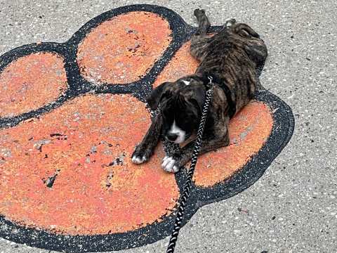 Petco Dog Training — photo 2