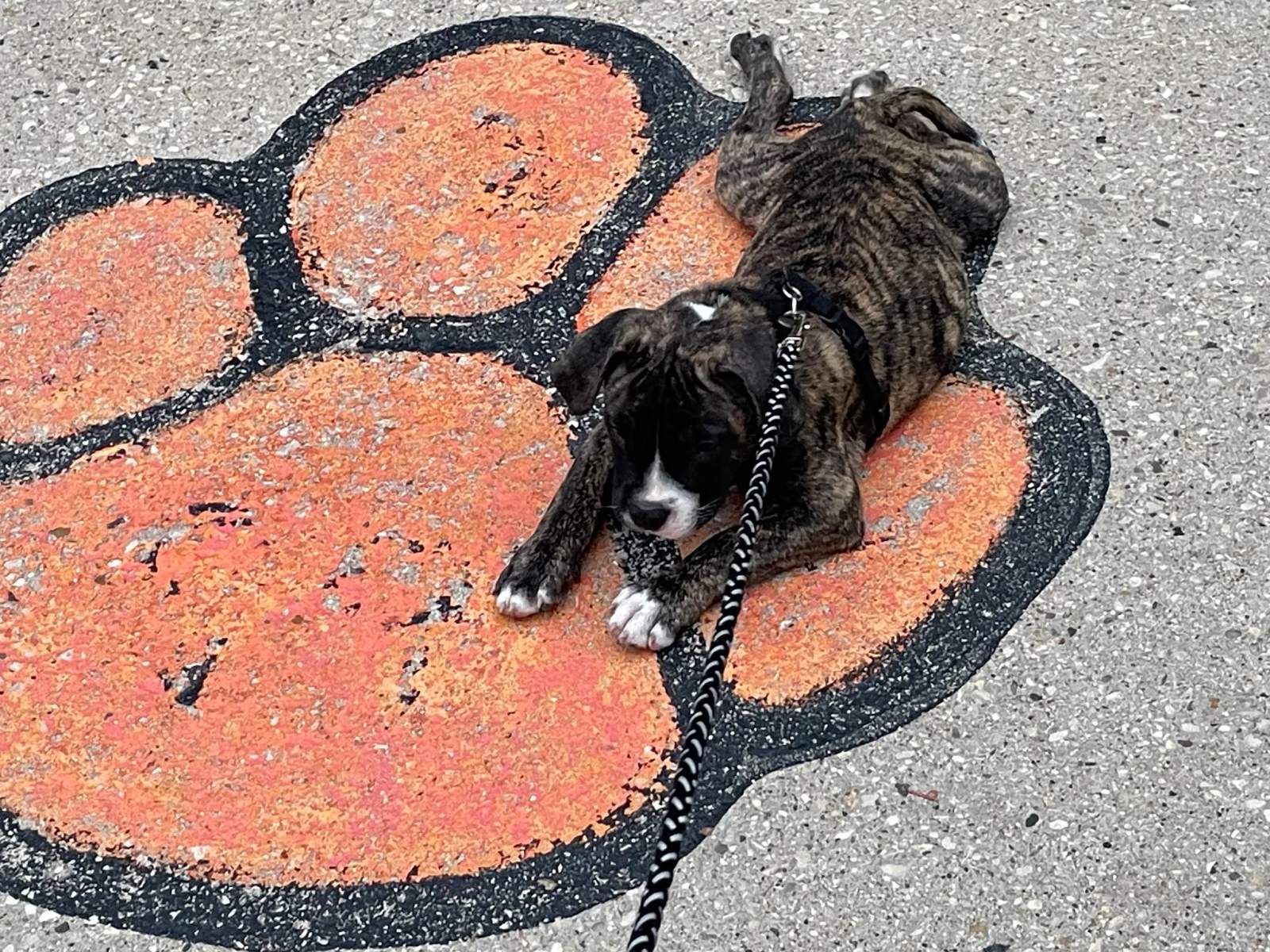 Petco Dog Training — photo 2