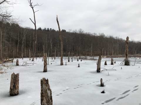 Flanders Nature Center & Land Trust — photo 2