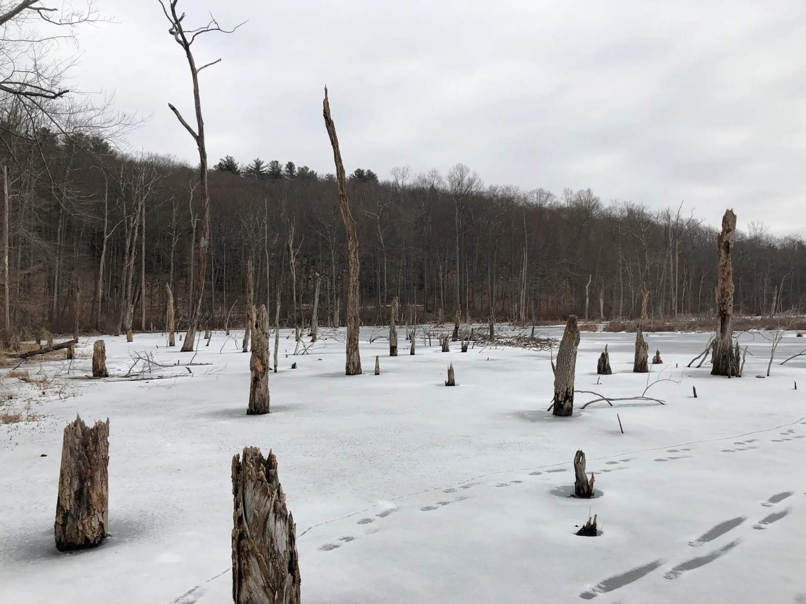 Flanders Nature Center & Land Trust — photo 2