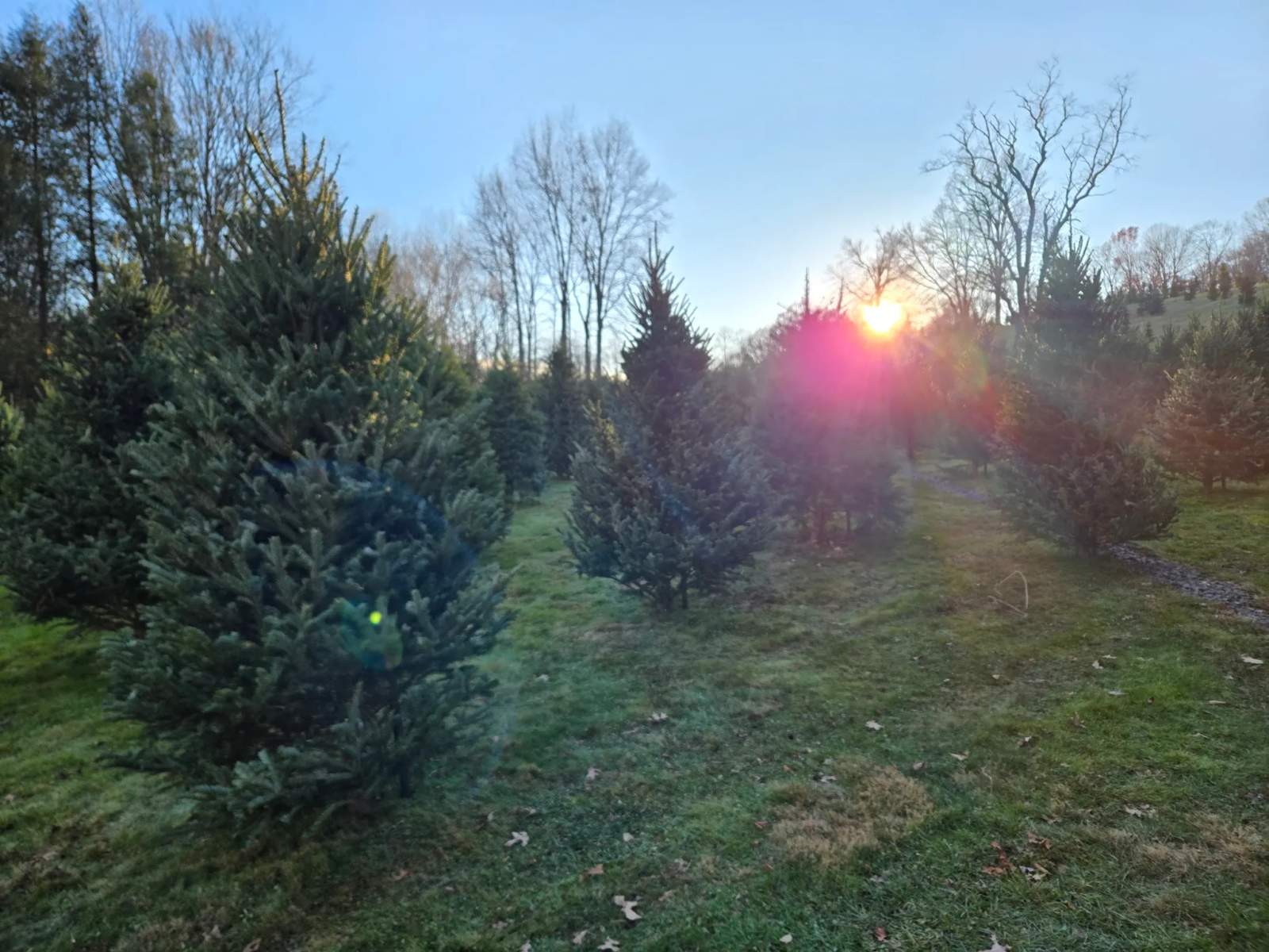Lewis Christmas Tree Farm — photo 1