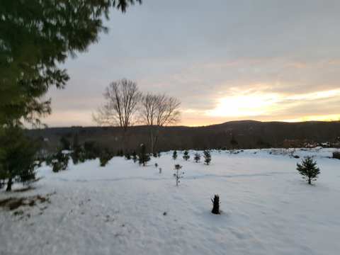 Lewis Christmas Tree Farm — photo 3