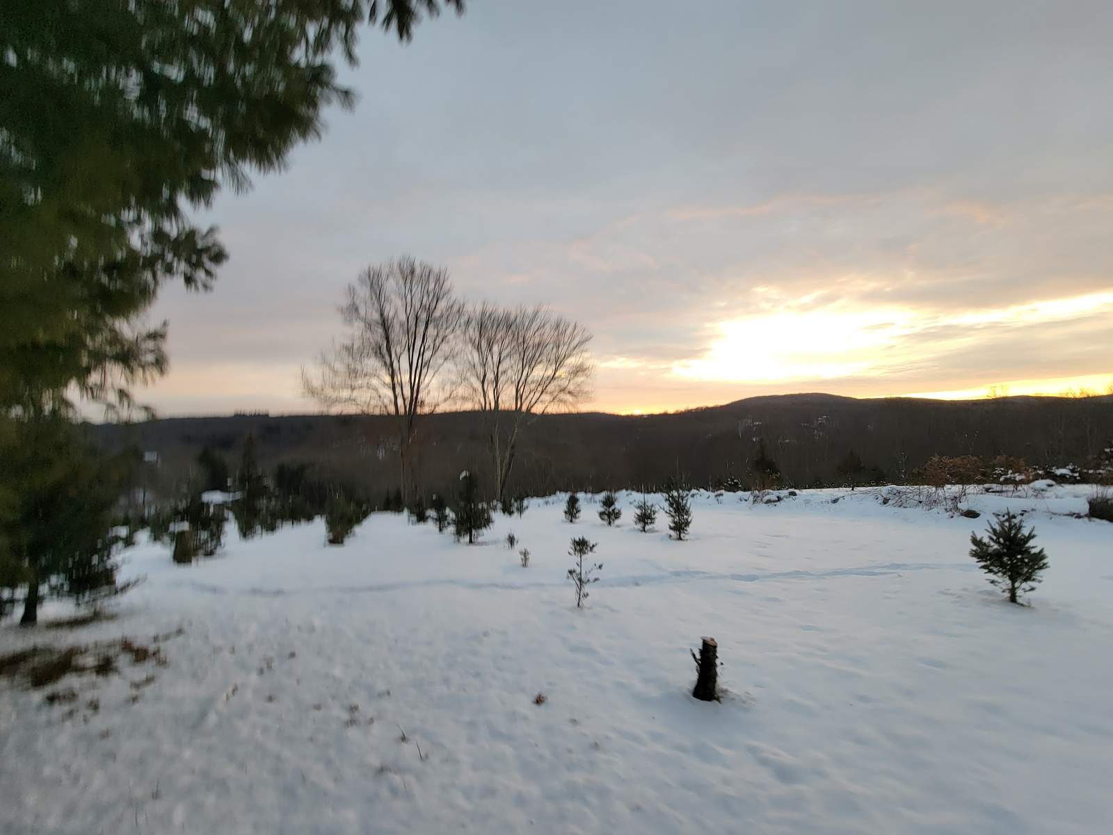 Lewis Christmas Tree Farm — photo 3
