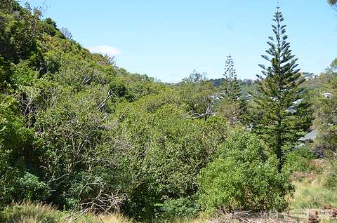 Paekawakawa Reserve — photo 3