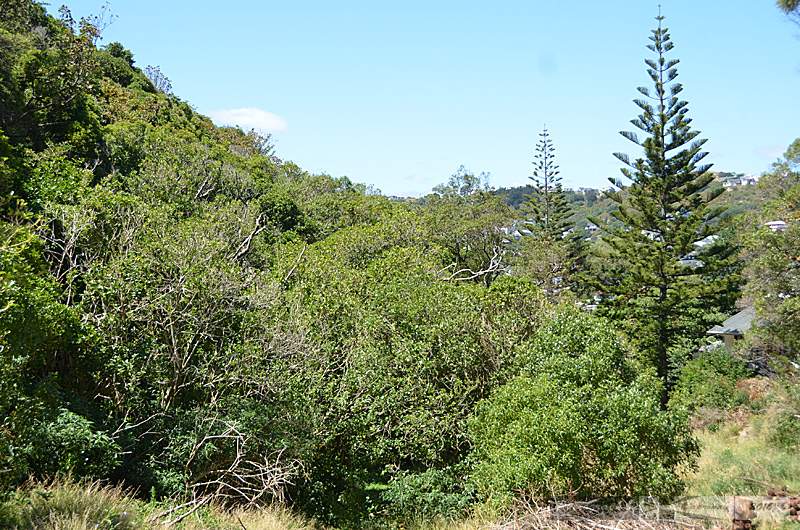 Paekawakawa Reserve — photo 3