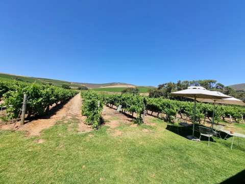 Klein Roosboom Boutique Winery — photo 2