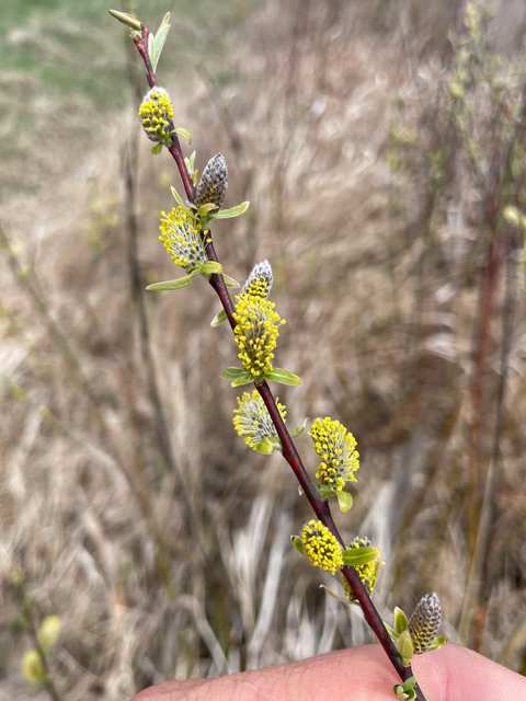 Bitzke Bird Walk and Wildlife Refuge — photo 3