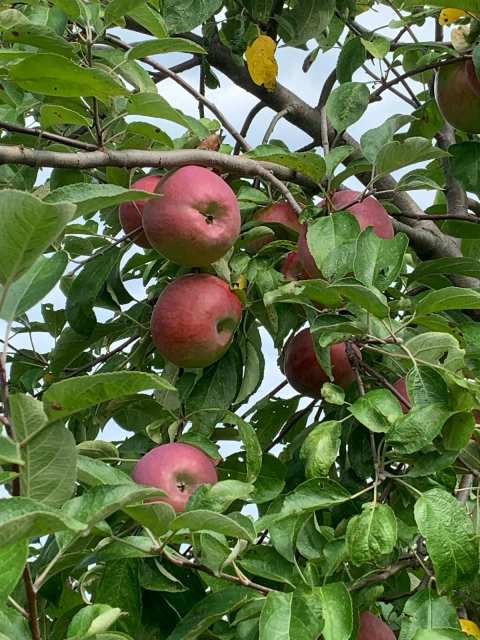 Restoration Orchards and Market — photo 3