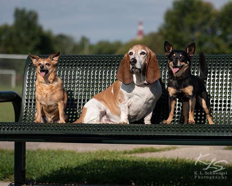 Go Over Rover Dog Training LLC — photo 1