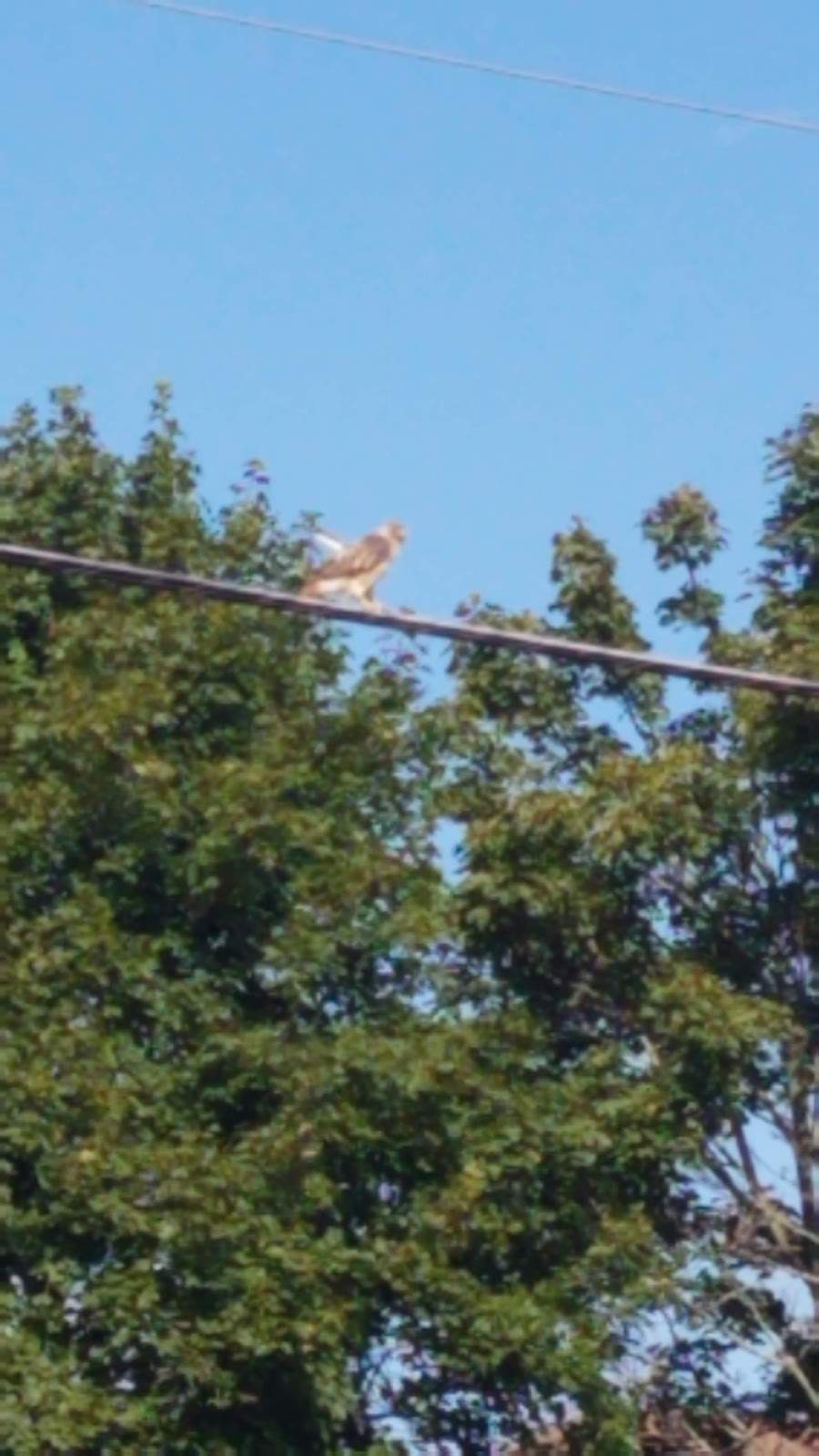 American Country Farm B & B — photo 9
