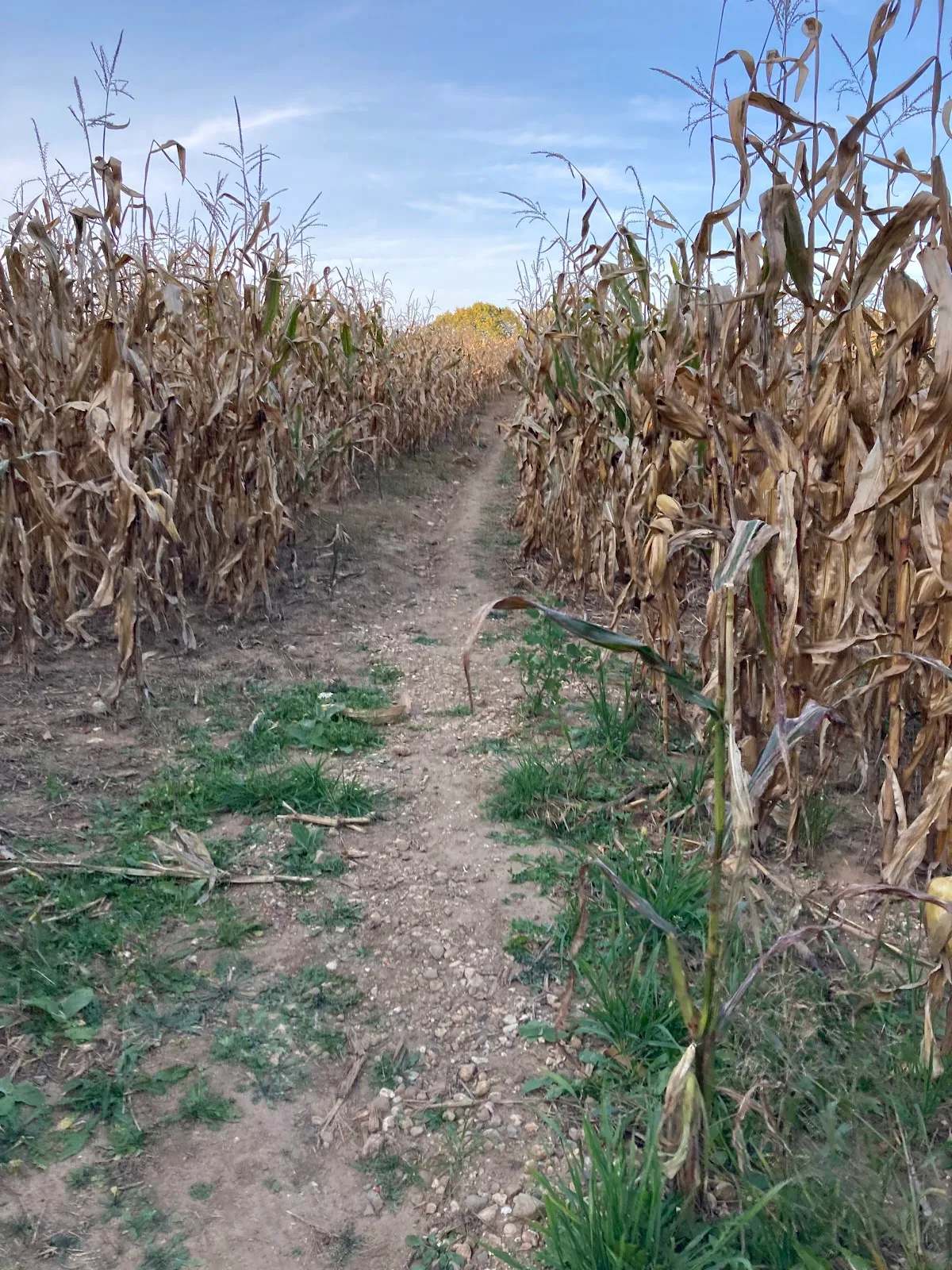 Ice Age Trail - Kewaskum Segment — photo 8