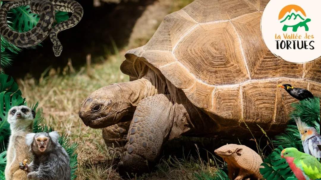 The Turtle Valley — photo 1