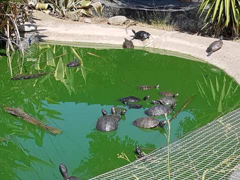 The Turtle Valley — photo 2