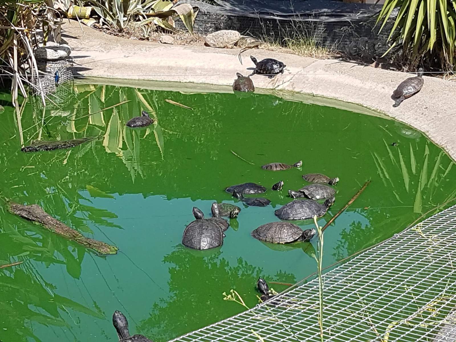 The Turtle Valley — photo 2