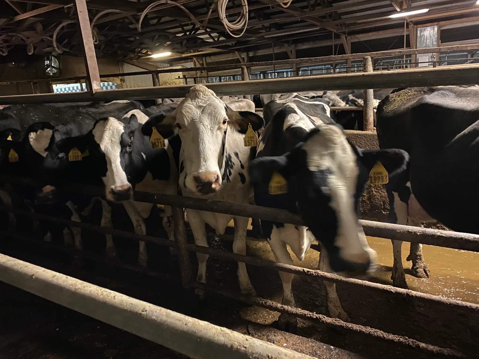 Rockland Dairy Inc — photo 2