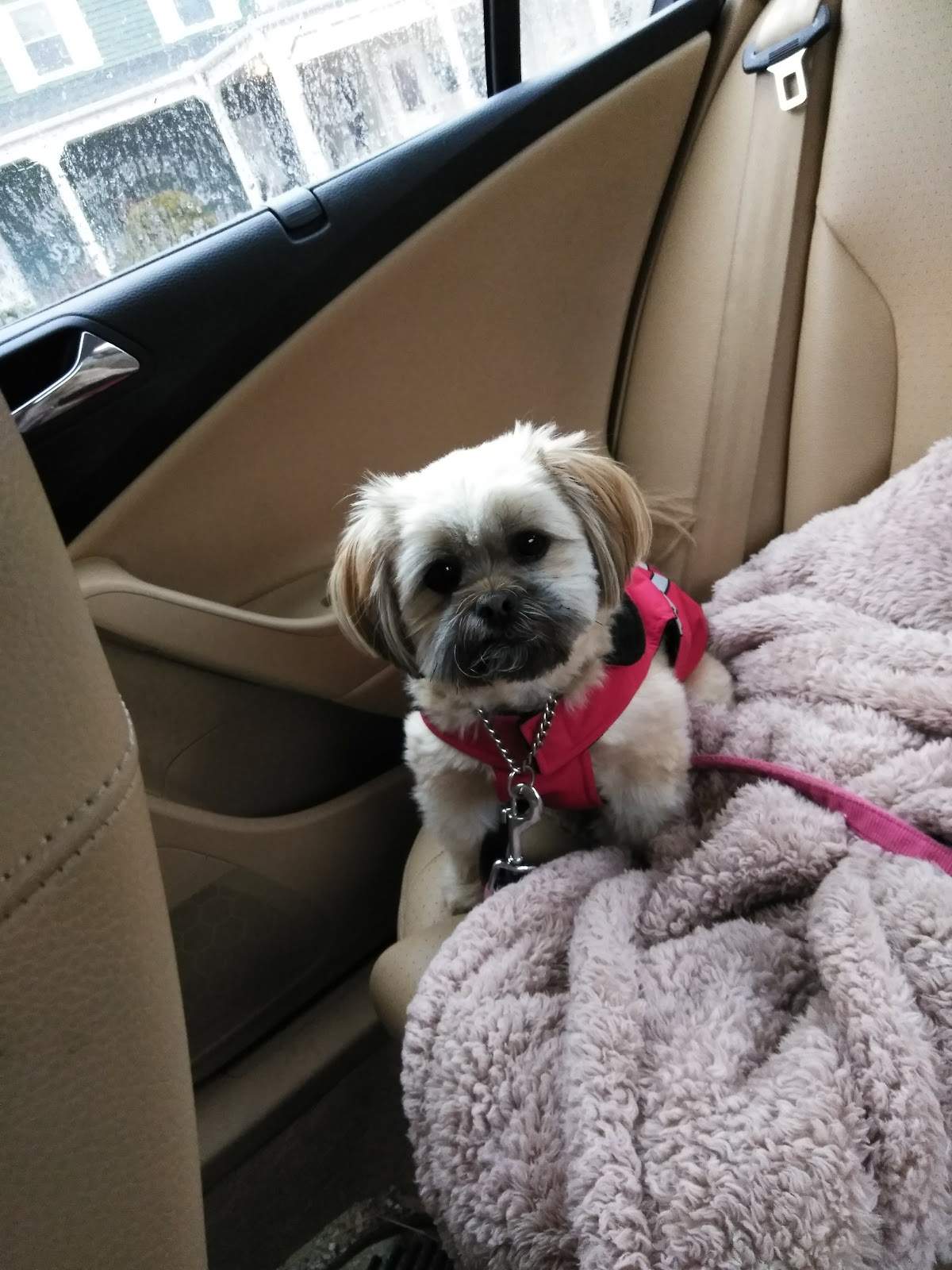 Posh Pooch — photo 1