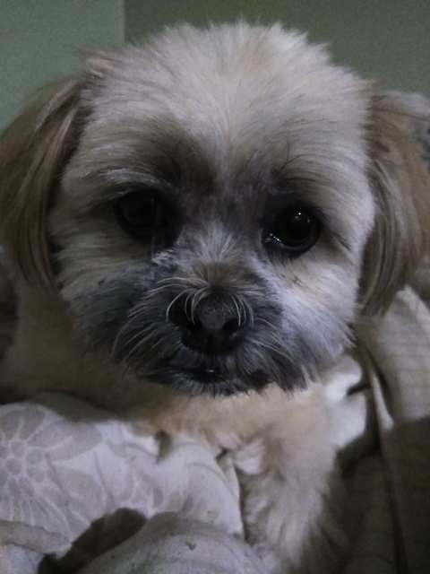 Posh Pooch — photo 2