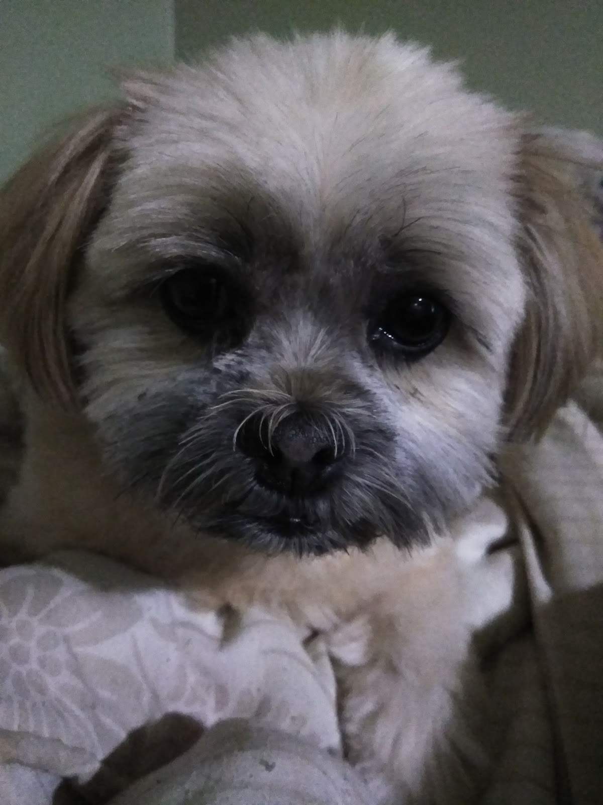 Posh Pooch — photo 2