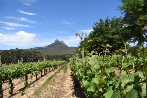 Mitre's Edge Wine Estate - Best Boutique Wine Farm Stellenbosch | Cheese & Wine Tasting Stellenbosch — photo 4