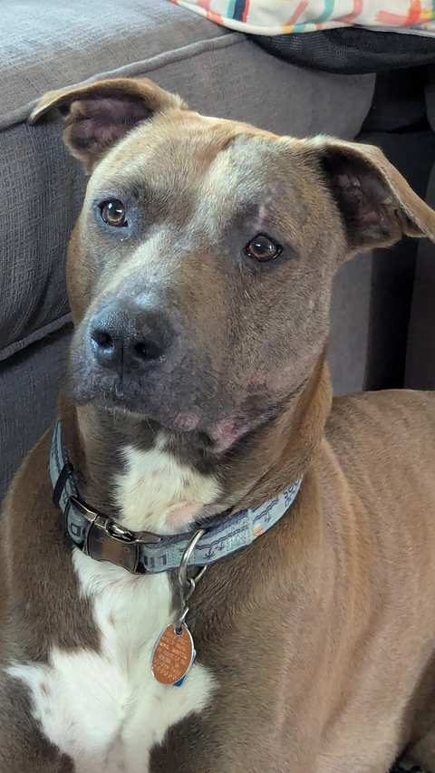Elmbrook Humane Society — photo 3