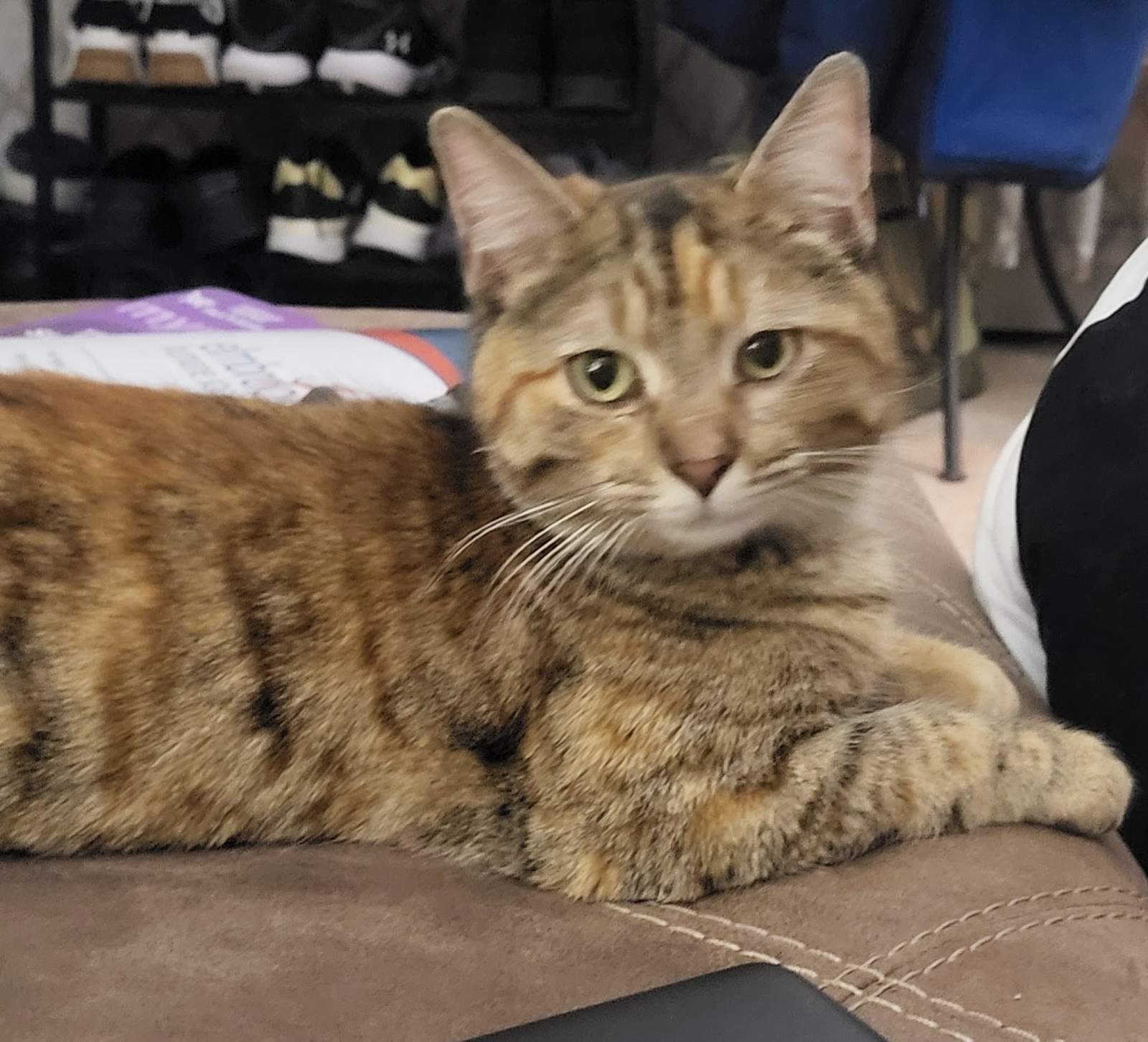 Elmbrook Humane Society — photo 2