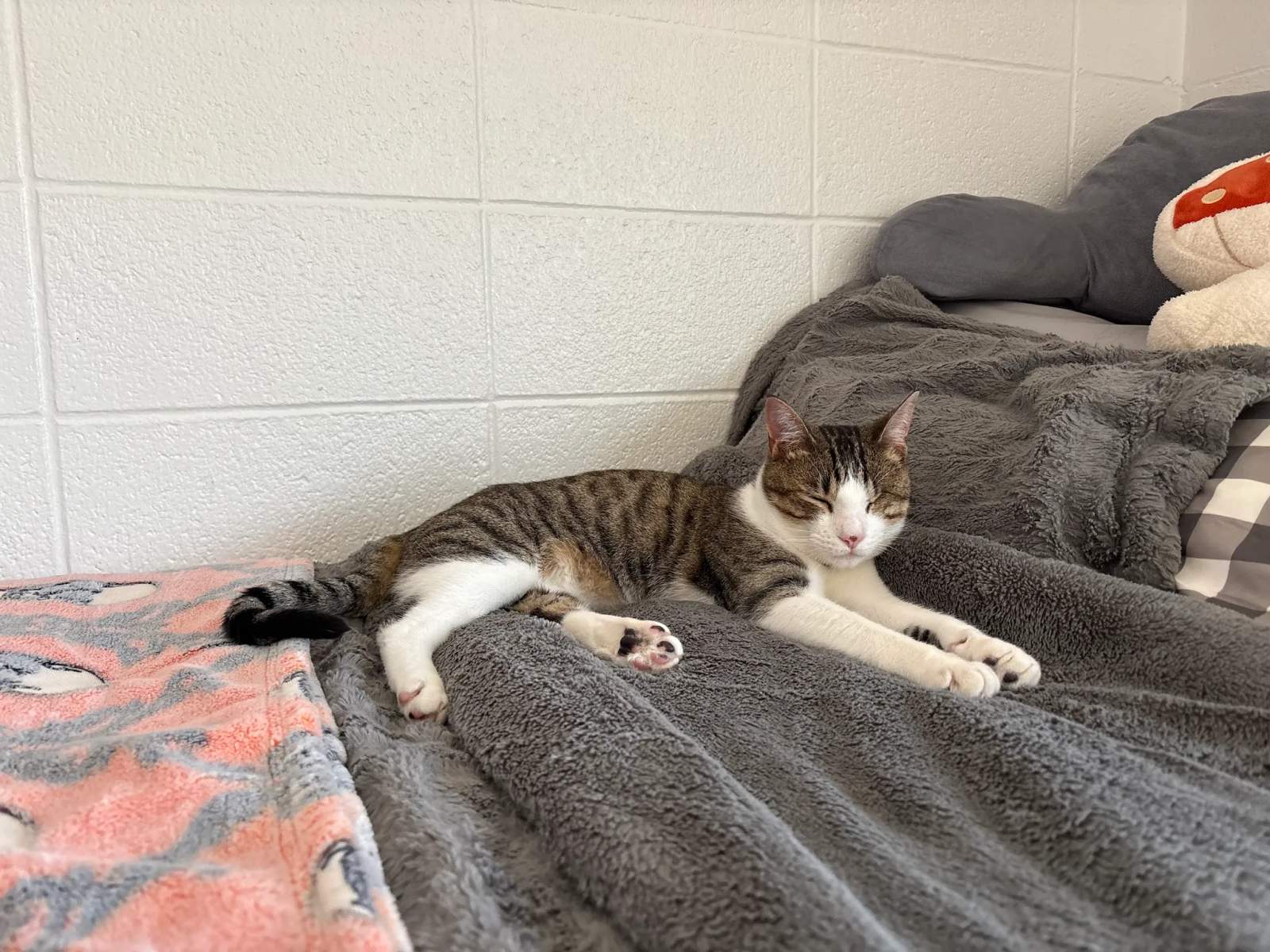 Elmbrook Humane Society — photo 1
