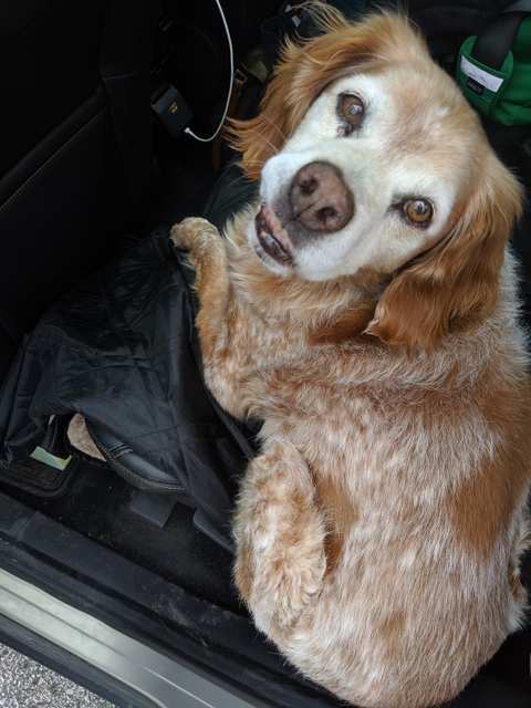 Countryaire Kennels, Inc. — photo 3