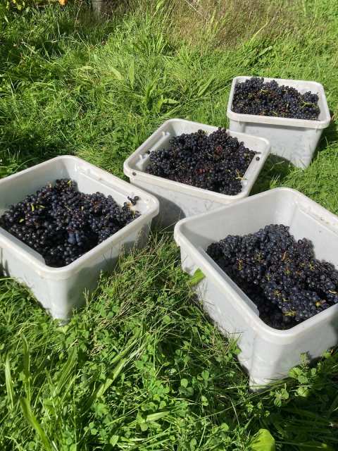 Haythornthwaite Wines — photo 4