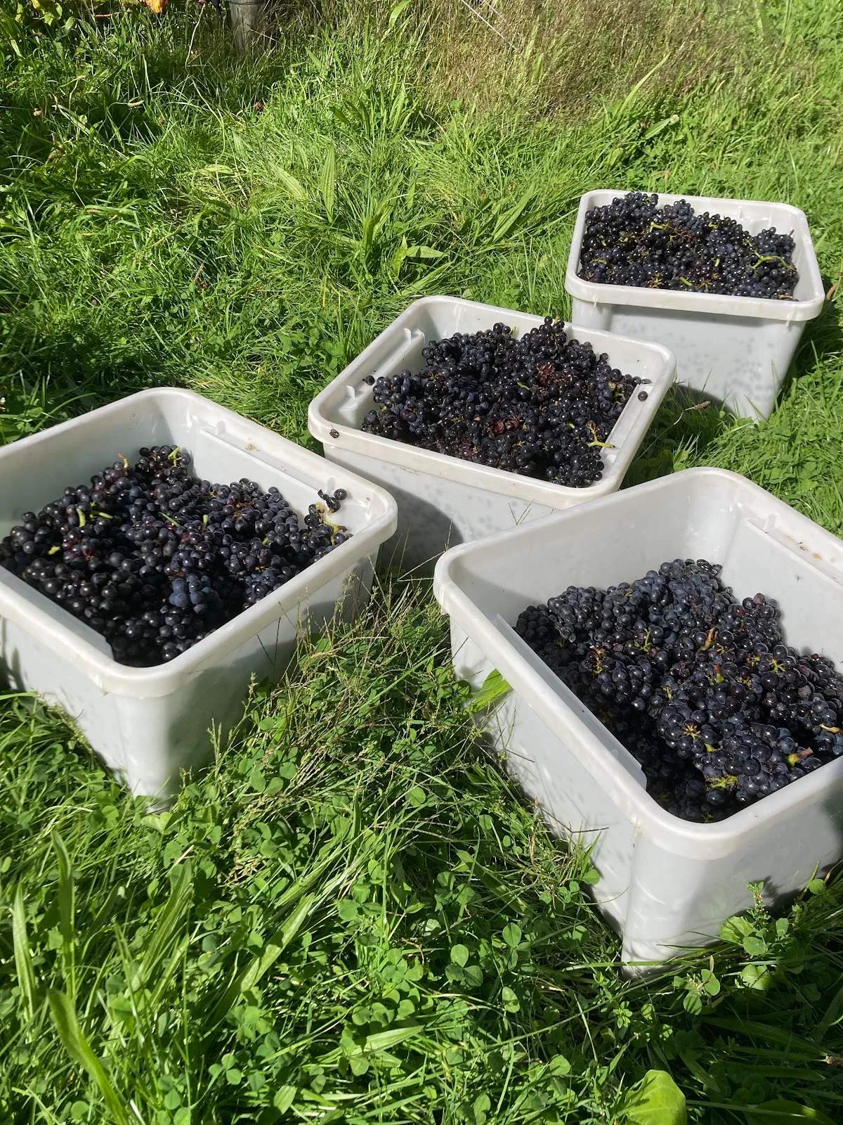 Haythornthwaite Wines — photo 4