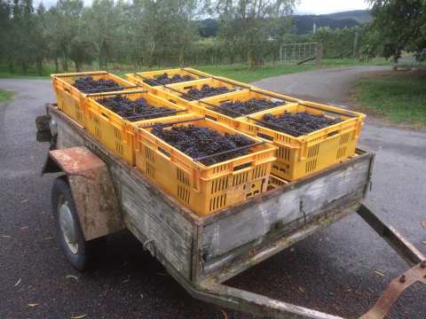 Haythornthwaite Wines — photo 5
