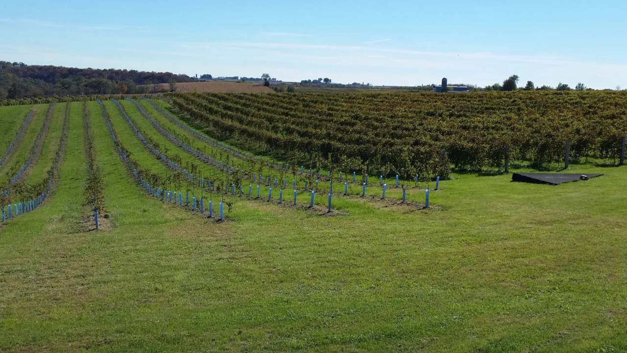 Vernon Vineyards — photo 1
