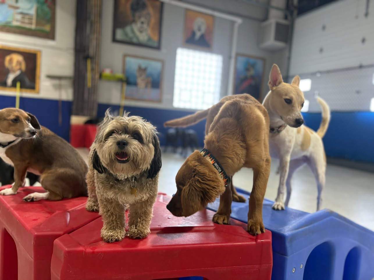 Playtime Doggy Daycare III — photo 1