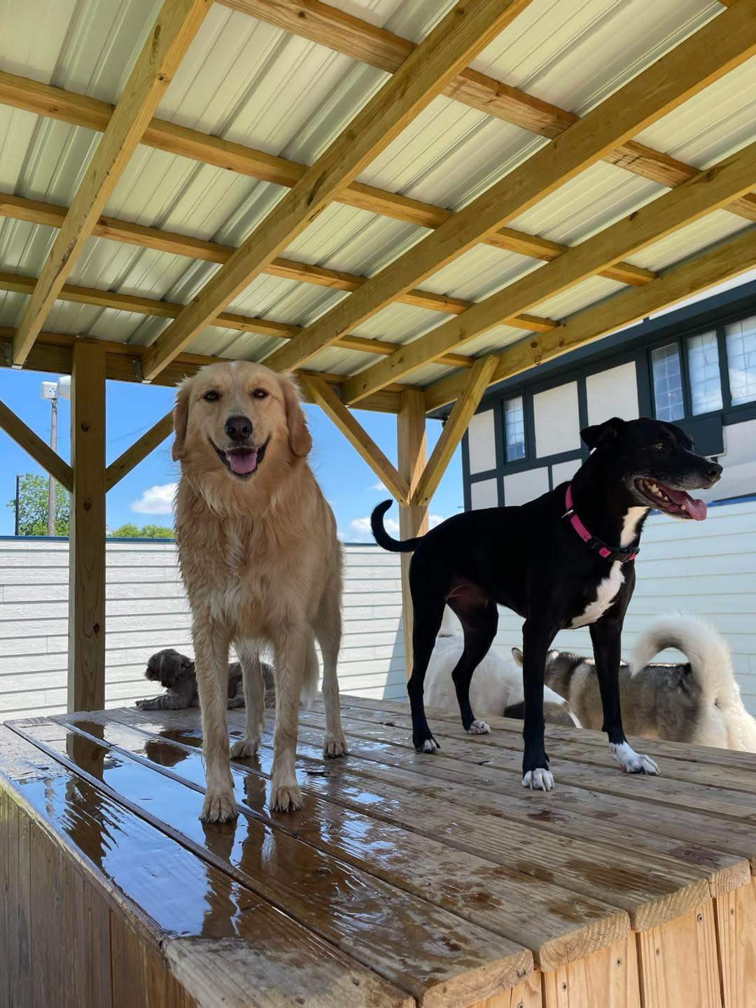 Playtime Doggy Daycare III — photo 2