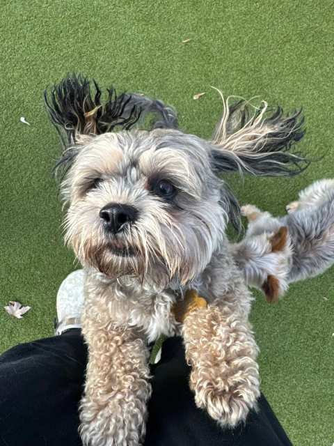 Playtime Doggy Daycare III — photo 3