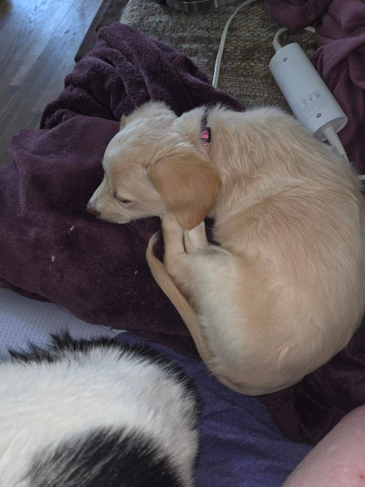 Tailwaggers911 — photo 2