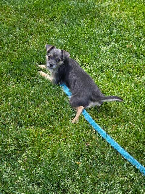 Tailwaggers911 — photo 5