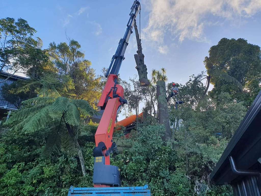 Arbormedic Tree Services