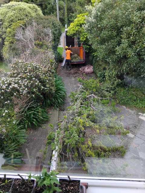 Arbormedic Tree Services — photo 3