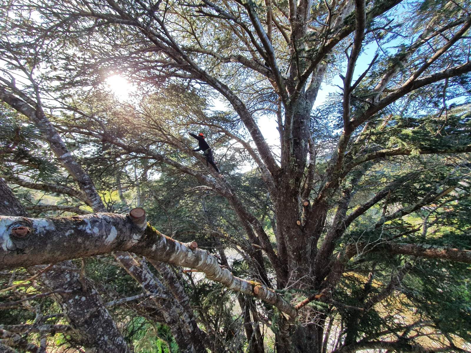 Arbormedic Tree Services — photo 2