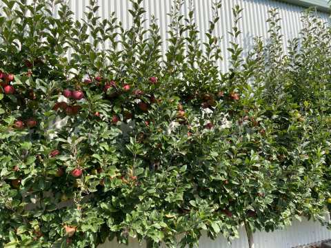 Pinehaven Orchards — photo 5
