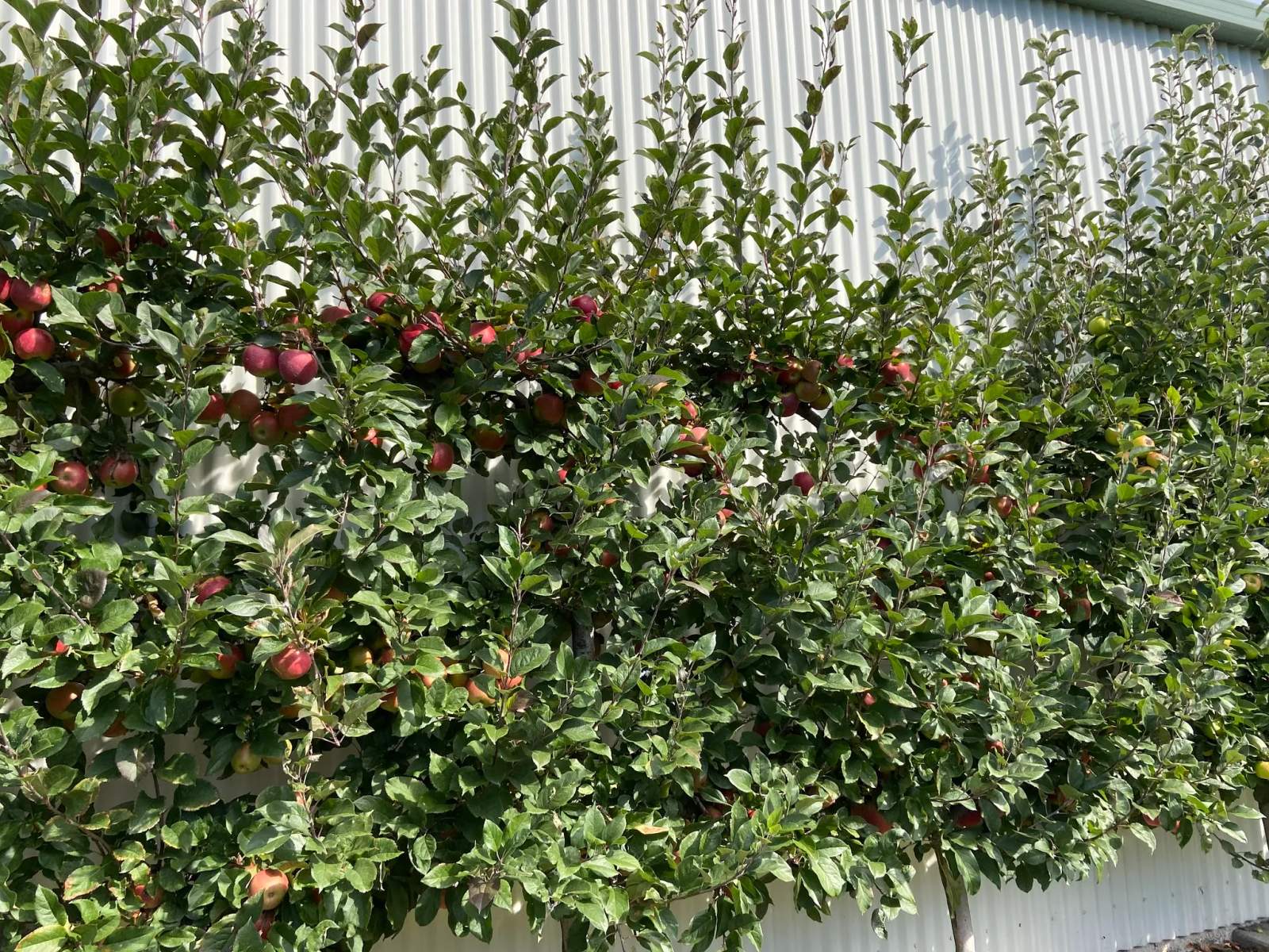 Pinehaven Orchards — photo 5