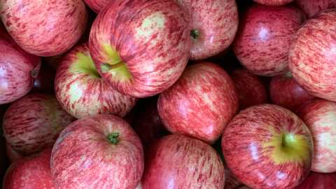 Pinehaven Orchards — photo 2