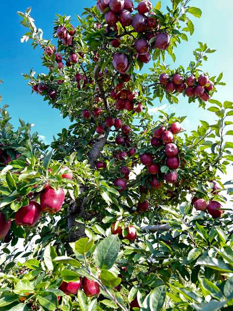 Appleland Farm Market — photo 4