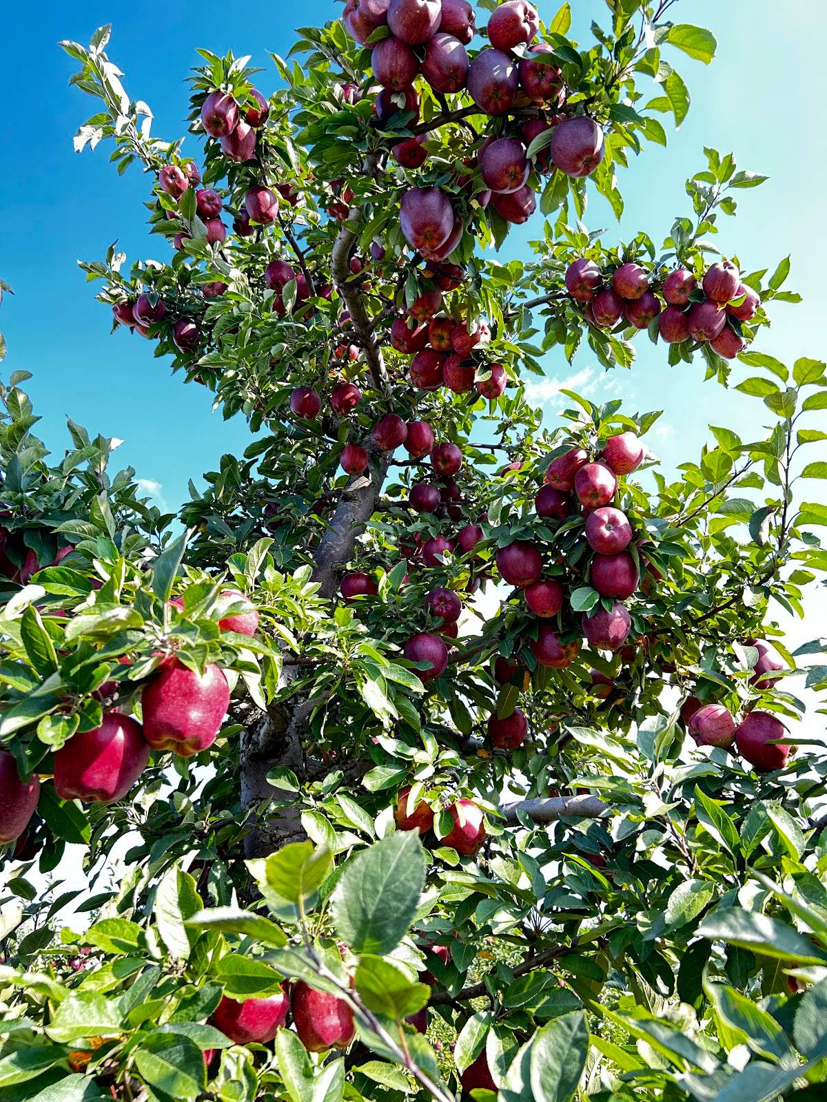 Appleland Farm Market — photo 4