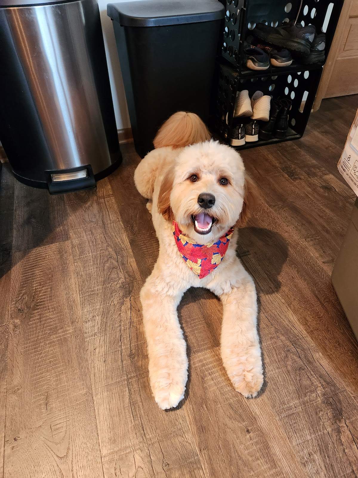 Ashley's Pampered Pets — photo 3