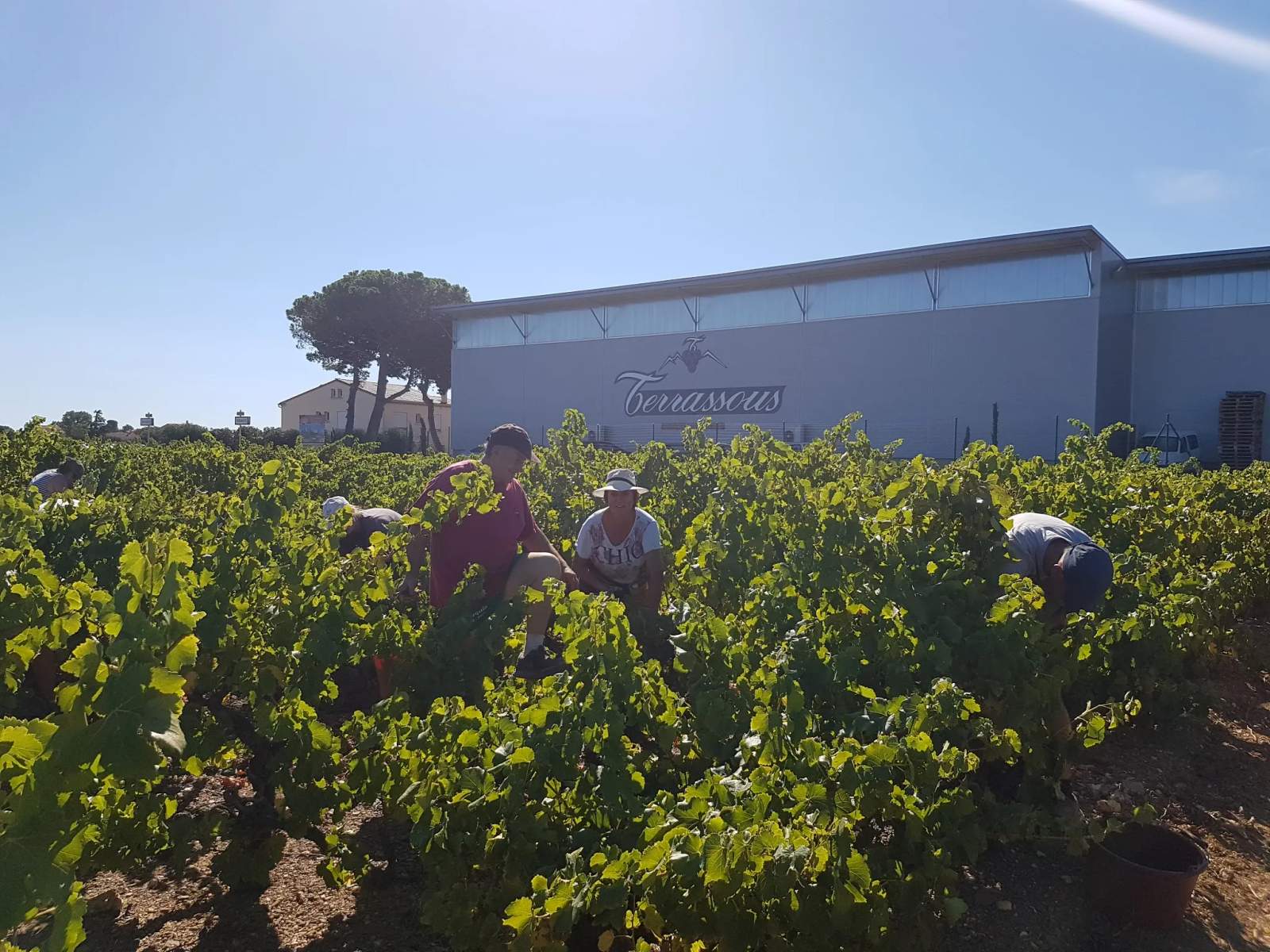Terrassous - Cave à vin de Terrats — photo 1