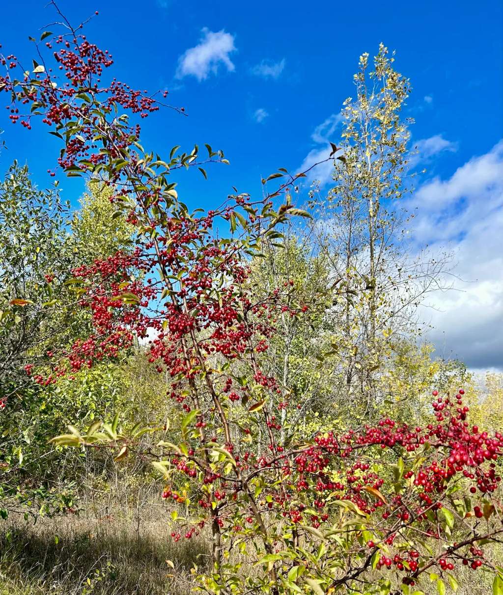 Kamrath Creek Forest & Fen State Natural Area